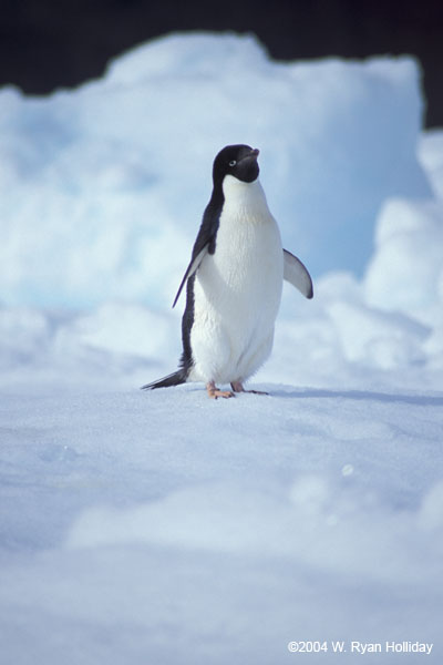 Adelie Penguin on Ice