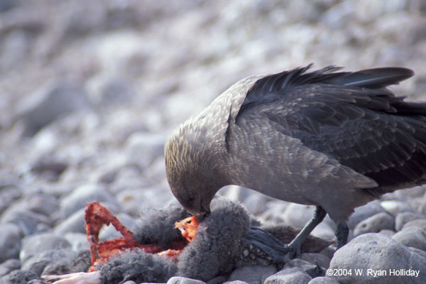 Feeding Skua