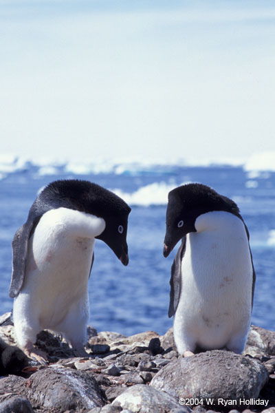 Adelie Penguins