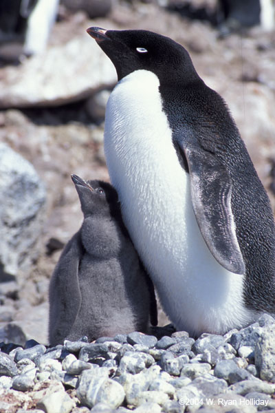 Adelie Penguin and Chick