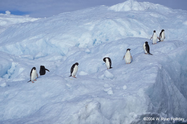 Adelie Penguins on Ice