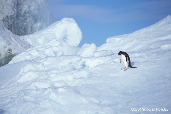 Adelie Penguin on Ice