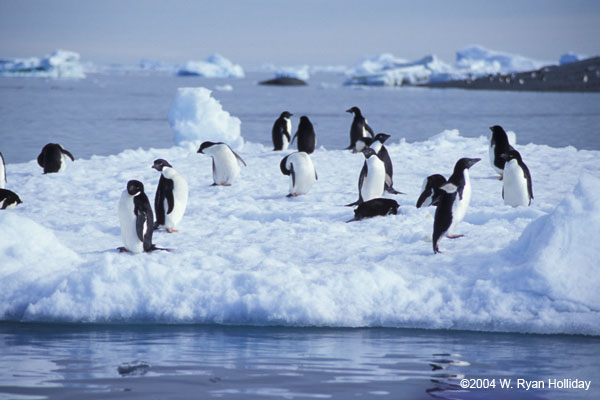 Adelie Penguins on Ice