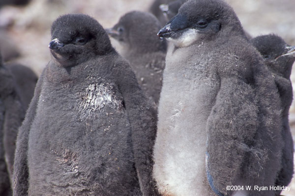 Adelie Penguin Chicks