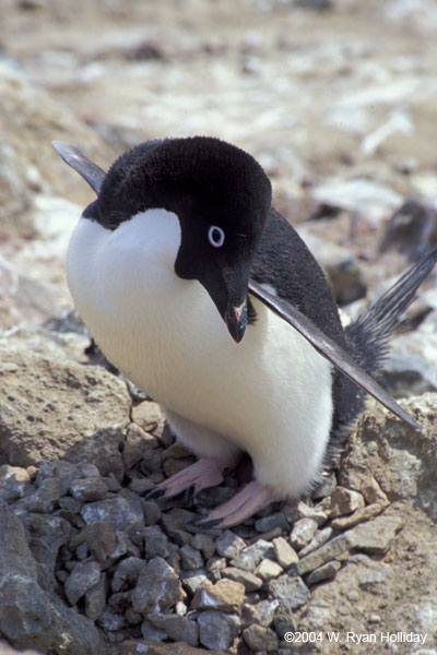 Adelie Penguin on Nest