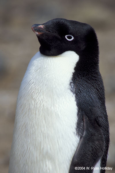 Adelie Penguin