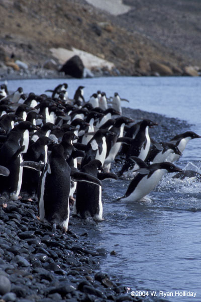 Adelie Penguins Entering Ocean