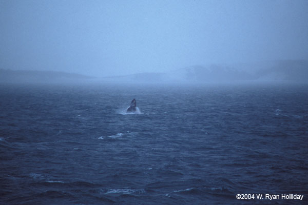 Humpback Whale Breaching