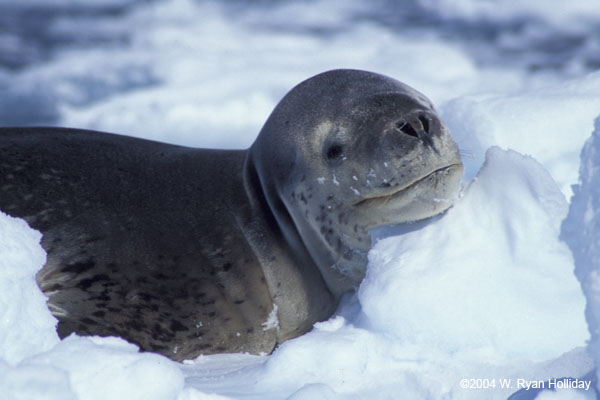 Leopard Seal