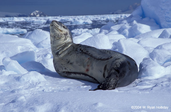 Leopard Seal