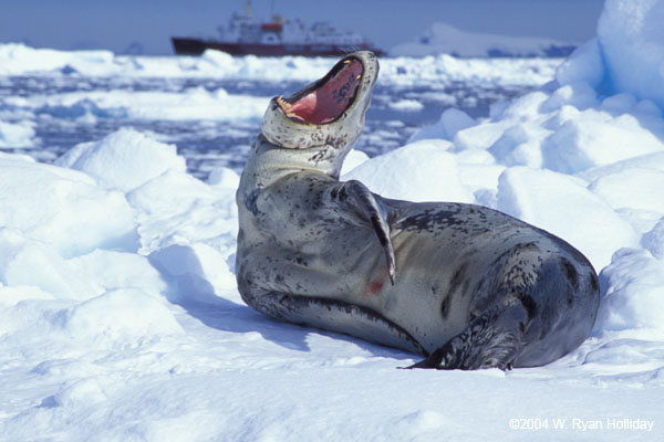 Leopard Seal