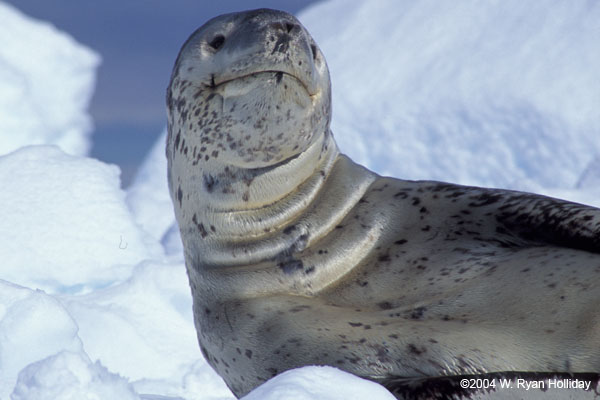 Leopard Seal