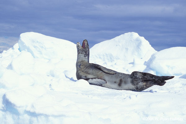 Leopard Seal