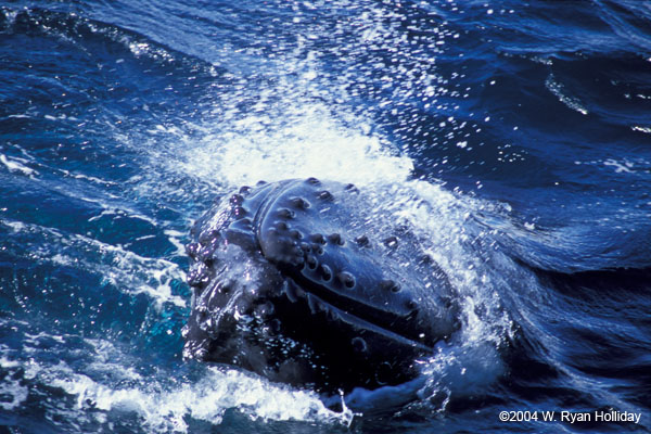 Humpback Whale