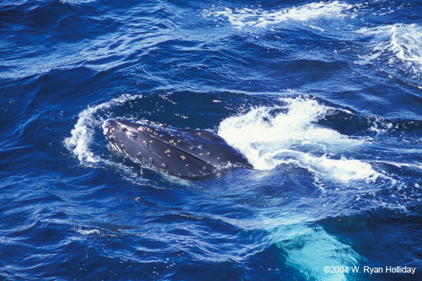 Humpback Whale