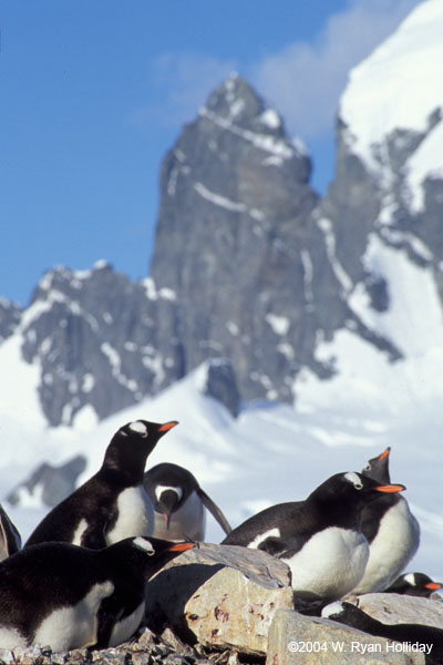 Gentoo Penguins