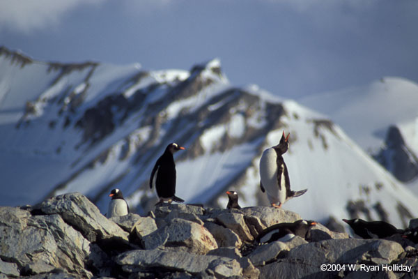 Gentoo Penguins