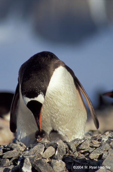 Gentoo Penguin and Chick