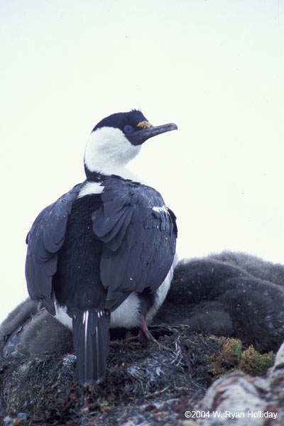 Imperial Cormorant