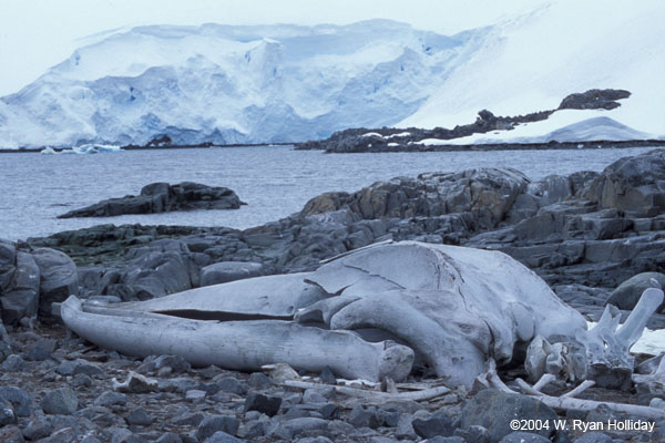 Blue Whale Skeleton