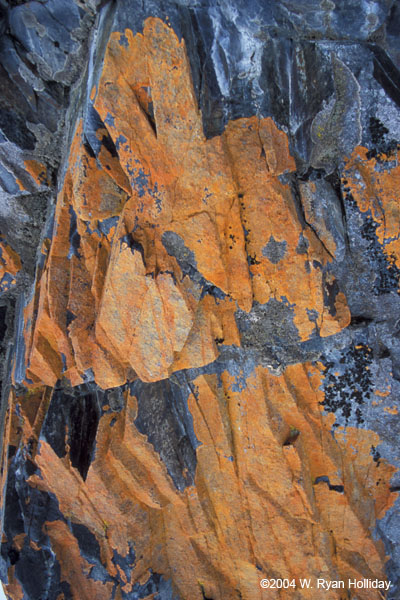 Lichens on the Rock