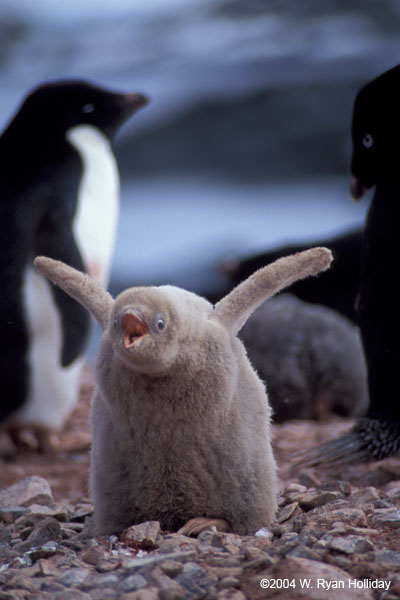 Leukistic Adelie Penguin Chick