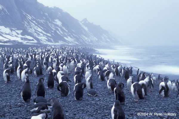 Chinstrap Penguins