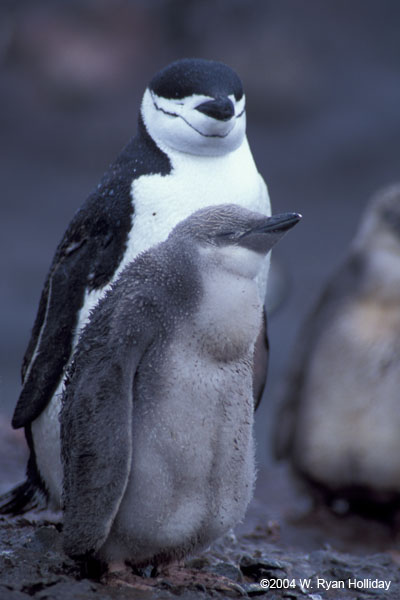 Chinstrap Penguin and Chick