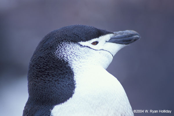 Chinstrap Penguin