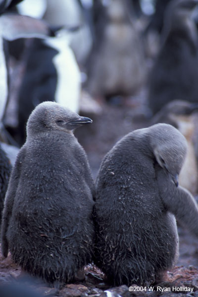 Chinstrap Penguin Chicks