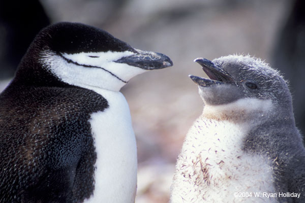 Chinstrap Penguin and Chick