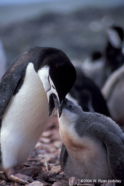 Chinstrap Penguin Feeding Chick