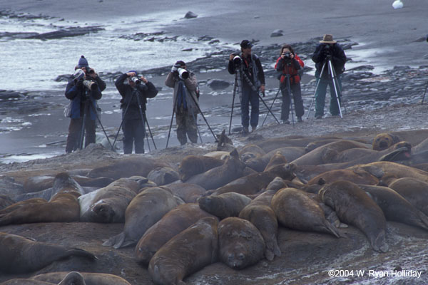 Photographers and Elephant Seals