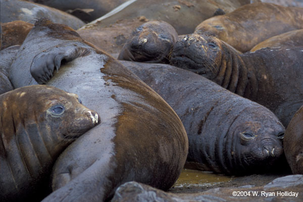 Elephant Seals