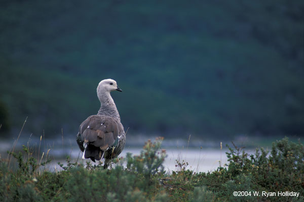 Male Upland Goose