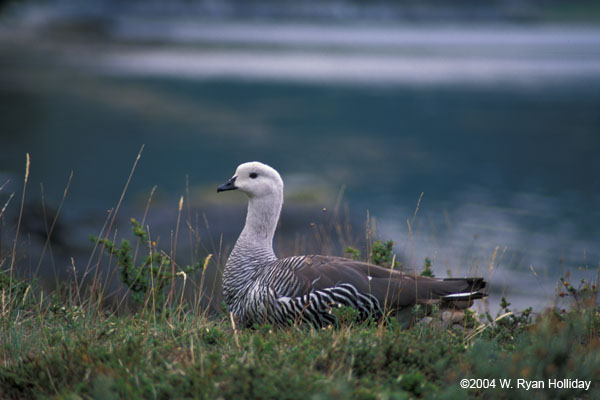 Male Upland Goose