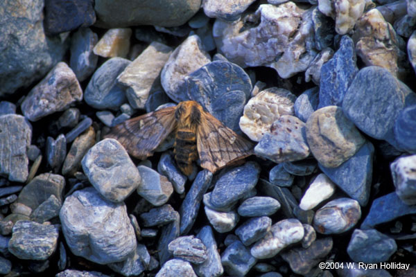 Moth and Pebbles