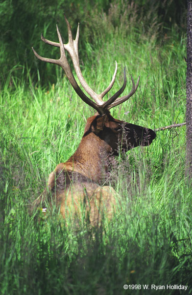 Elk