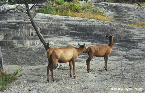 Elk