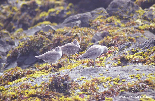 Sea Birds