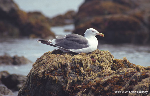 Sea Gull