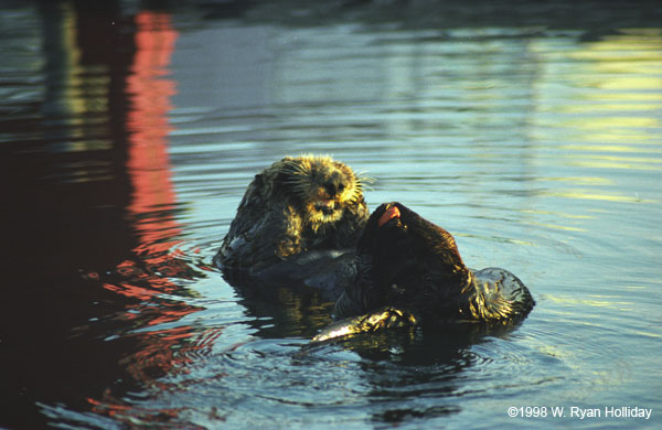 Sea Otter