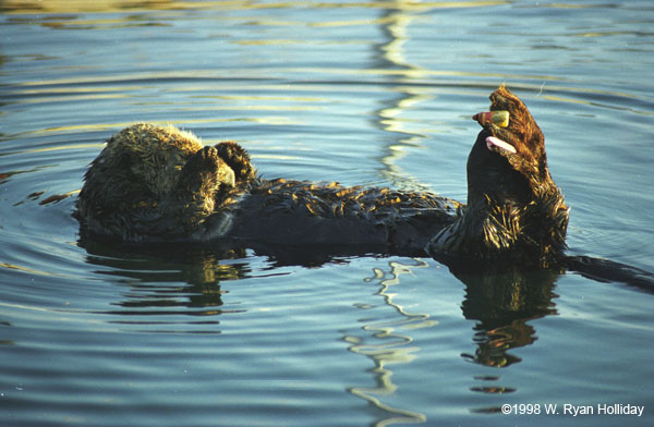 Sea Otter