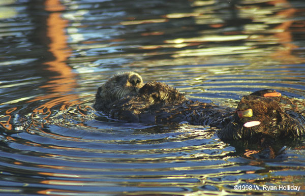 Sea Otter