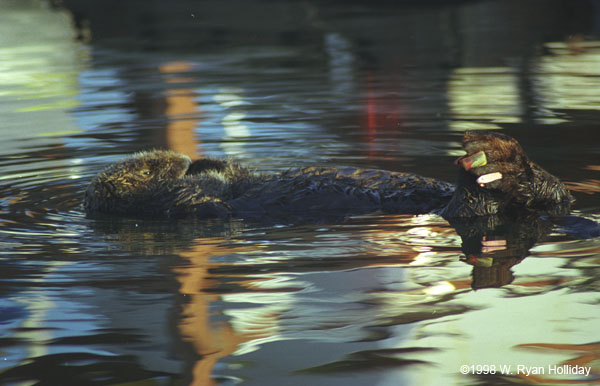 Sea Otter