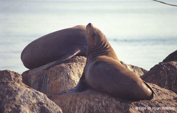 Sea Lions