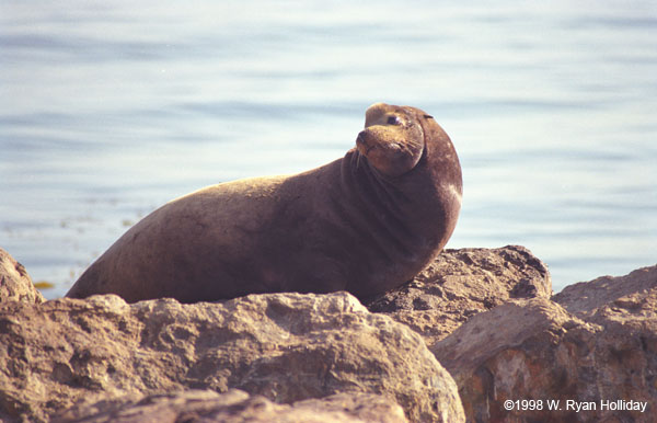 Sea Lion