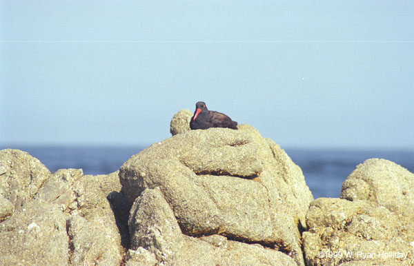 Oystercatcher