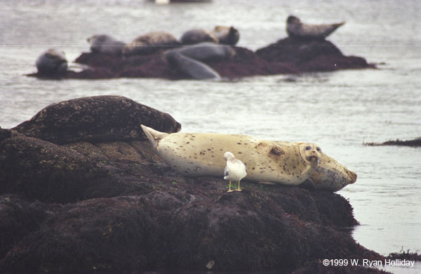 Seals