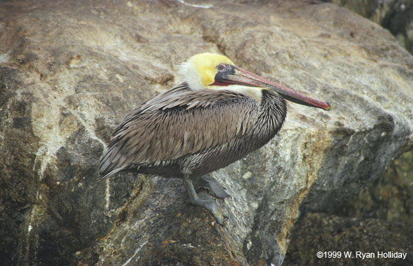 Pelican